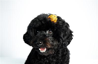 《最后的生还者1》PC低画质下 乔尔会变丑